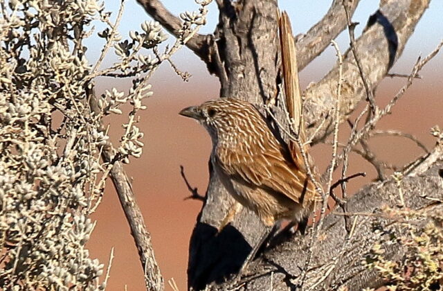 Thick-billed Grasswren