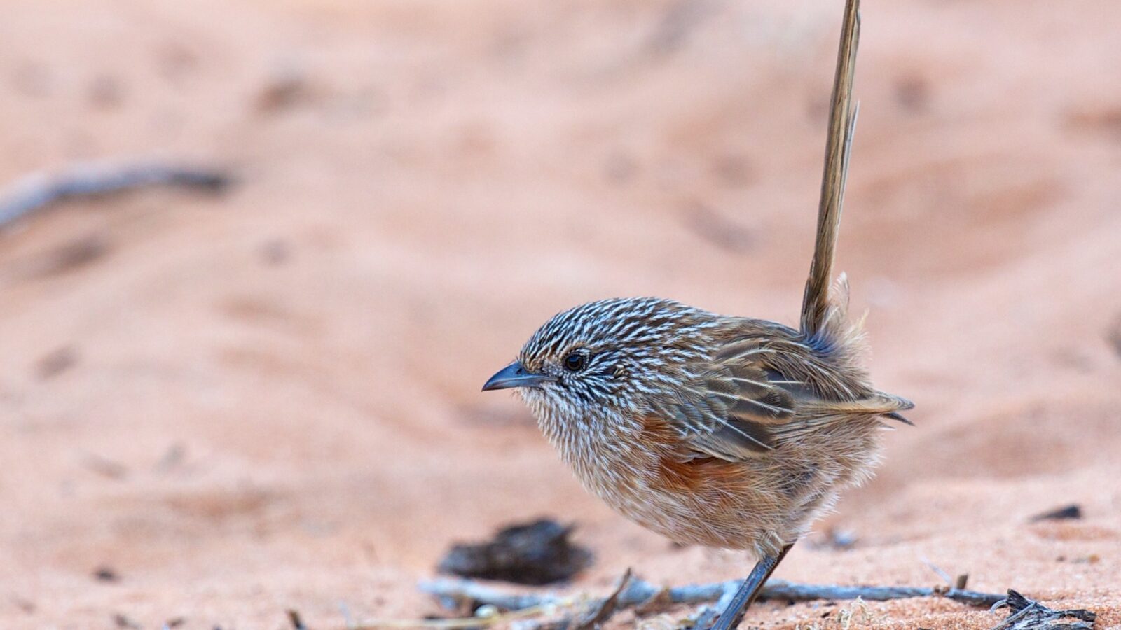Western Grasswren