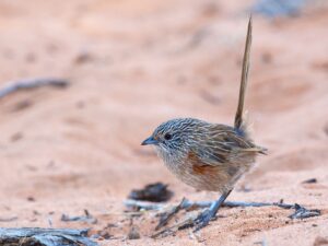 Western Grasswren