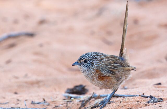 Western Grasswren