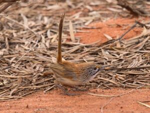 Sandhill Grasswren