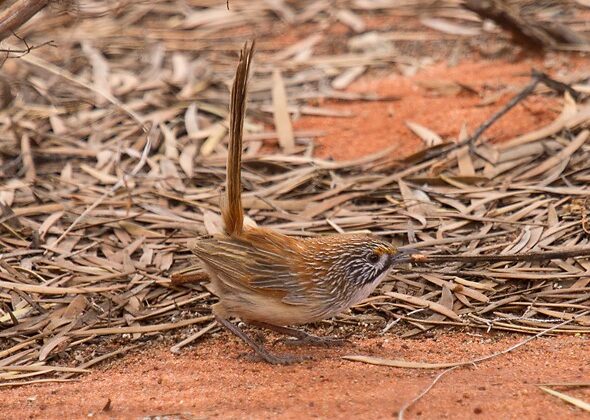 Sandhill Grasswren