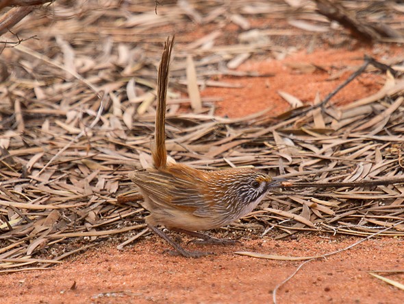 Sandhill Grasswren