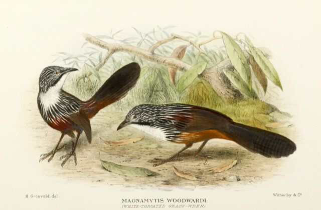 White-throated Grasswren