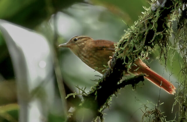 White-browed Foliage-gleaner
