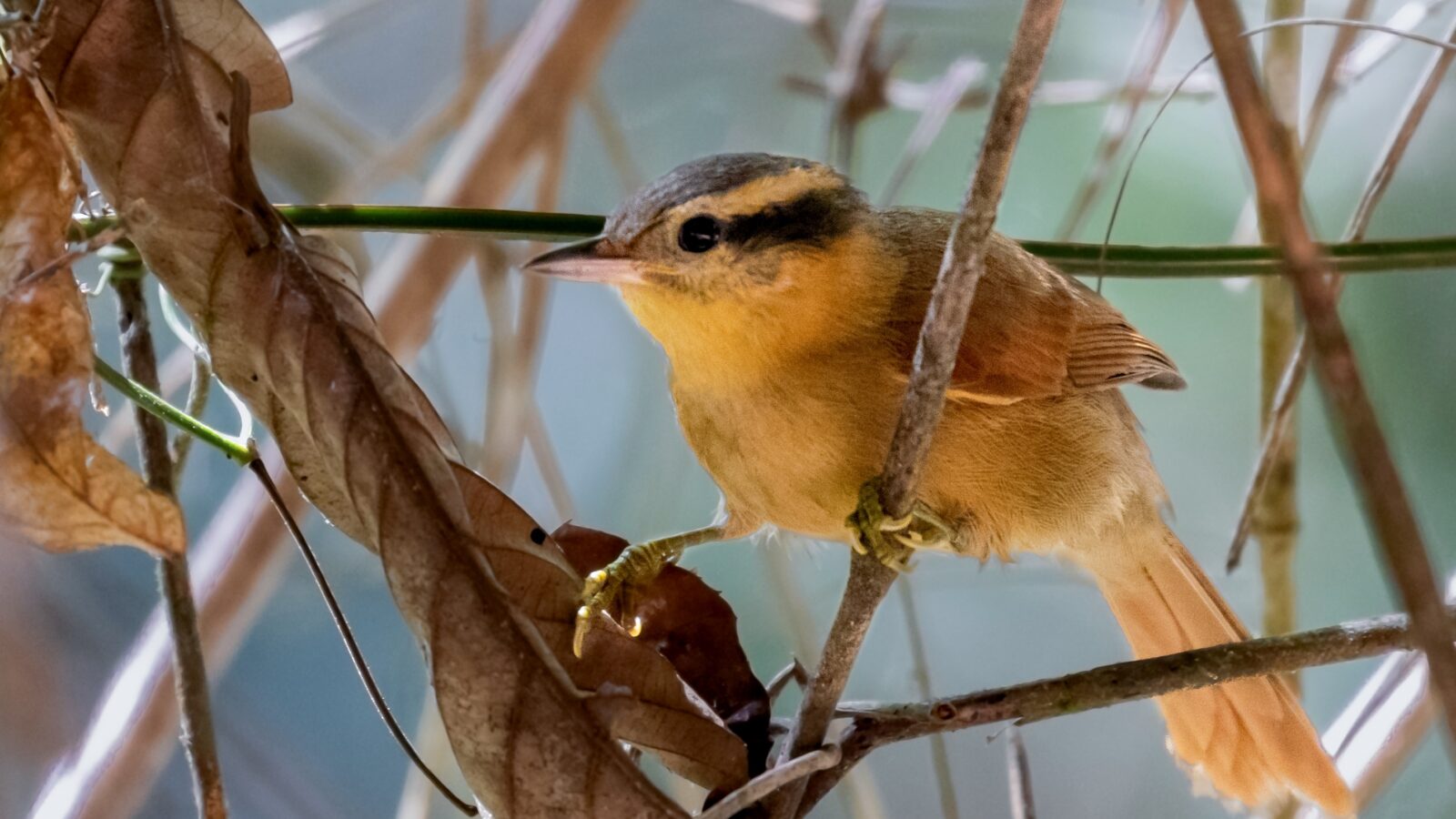 Ochre-breasted Foliage-gleaner