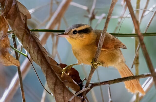 Ochre-breasted Foliage-gleaner
