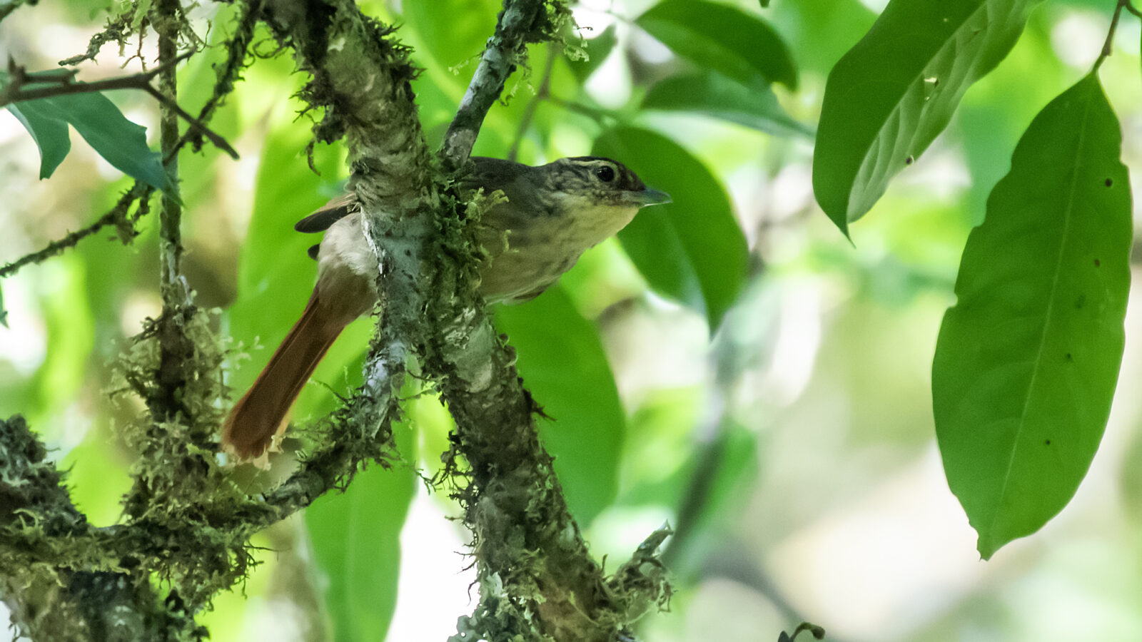 Rufous-tailed Foliage-gleaner