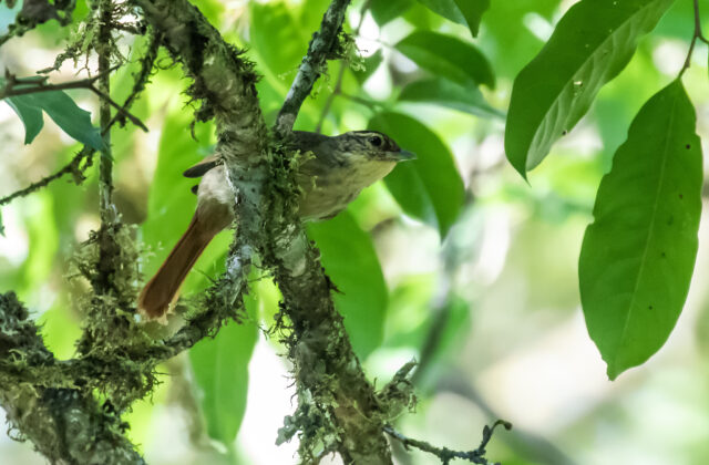 Rufous-tailed Foliage-gleaner