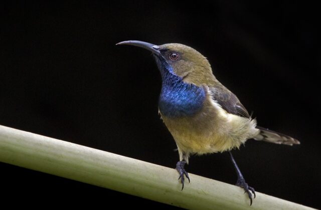 Principe Sunbird