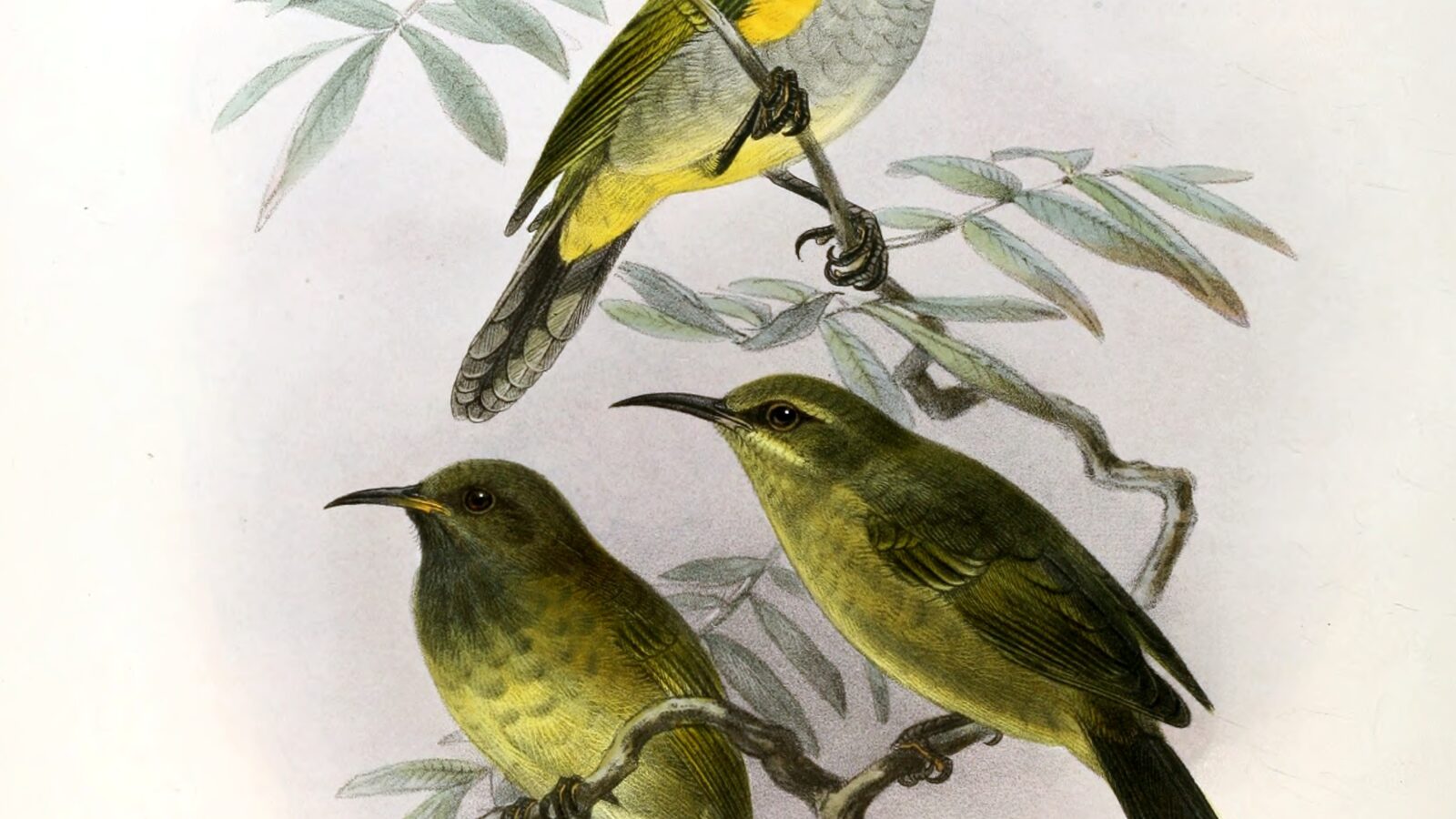 Reichenbach’s Sunbird
