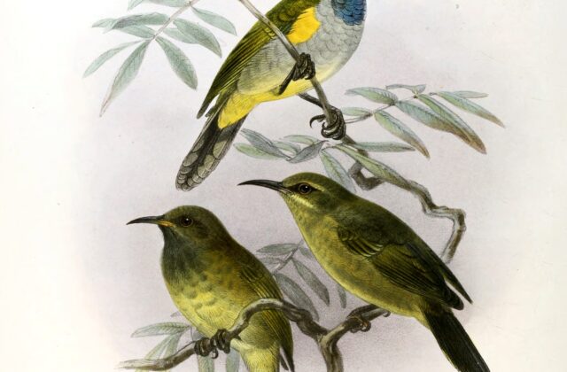 Reichenbach’s Sunbird