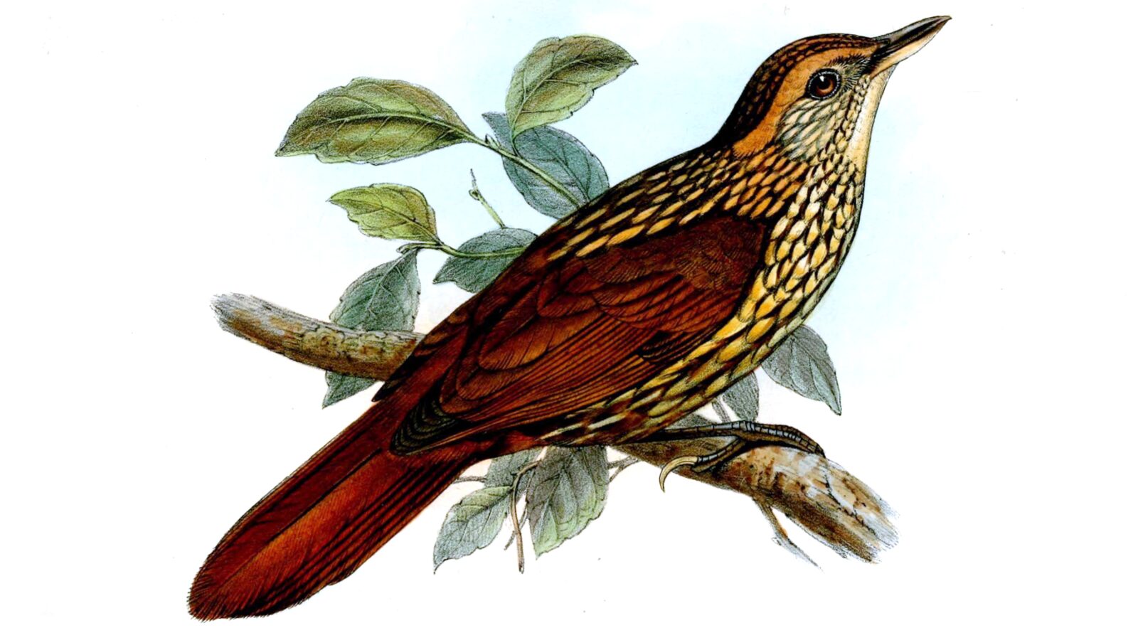 Guttulate Foliage-gleaner