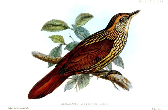 Guttulate Foliage-gleaner
