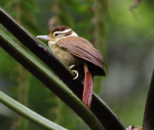 White-collared Foliage-gleaner