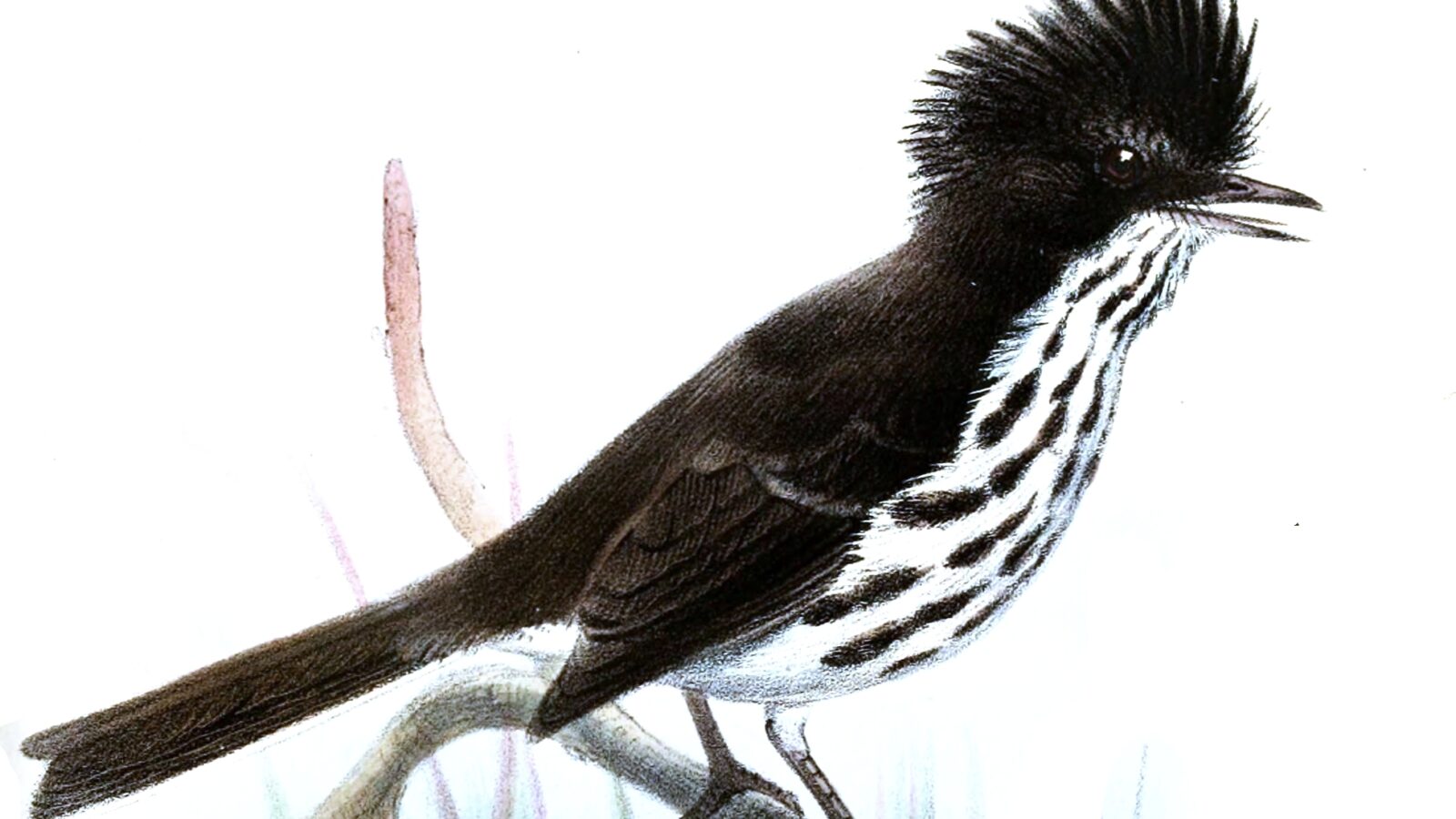 Juan Fernandez Tit-Tyrant