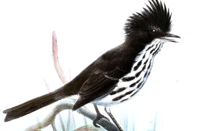 Juan Fernandez Tit-Tyrant
