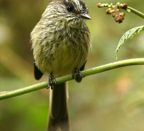 Agile Tit-Tyrant