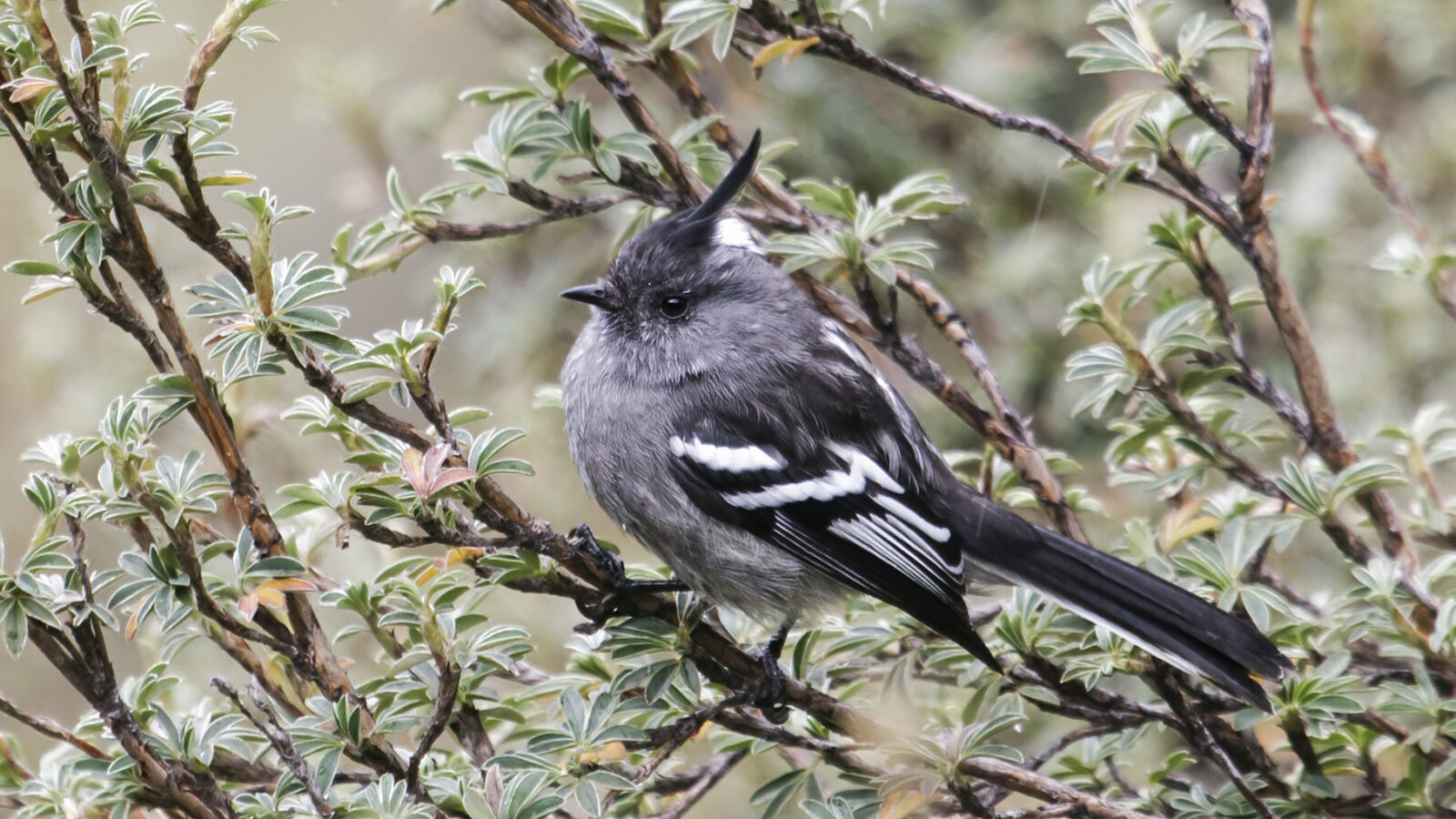 Ash-breasted Tit-Tyrant