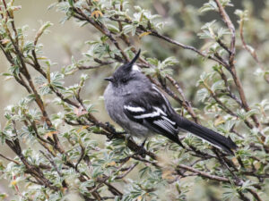 Ash-breasted Tit-Tyrant
