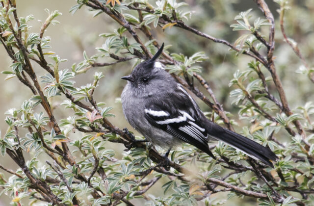 Ash-breasted Tit-Tyrant
