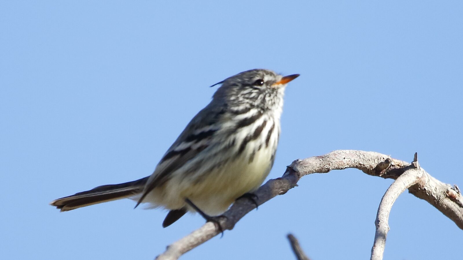 Yellow-billed Tit-Tyrant