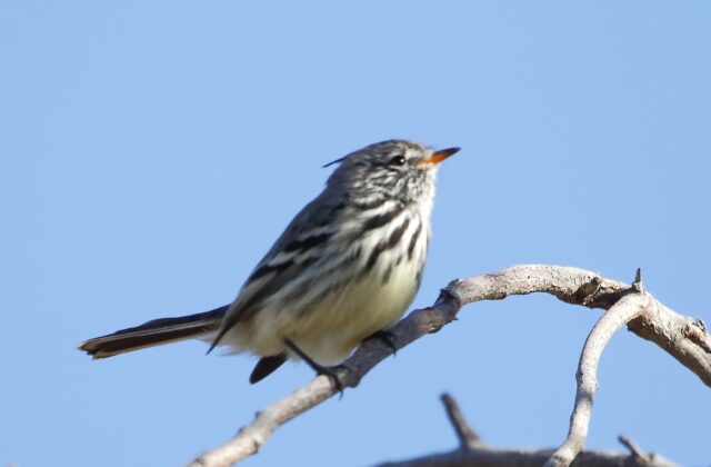 Yellow-billed Tit-Tyrant