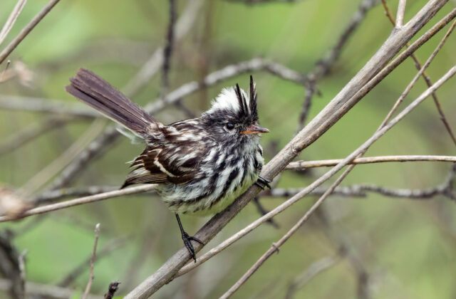 Pied-crested Tit-Tyrant
