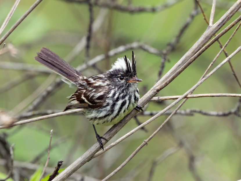Pied-crested Tit-Tyrant
