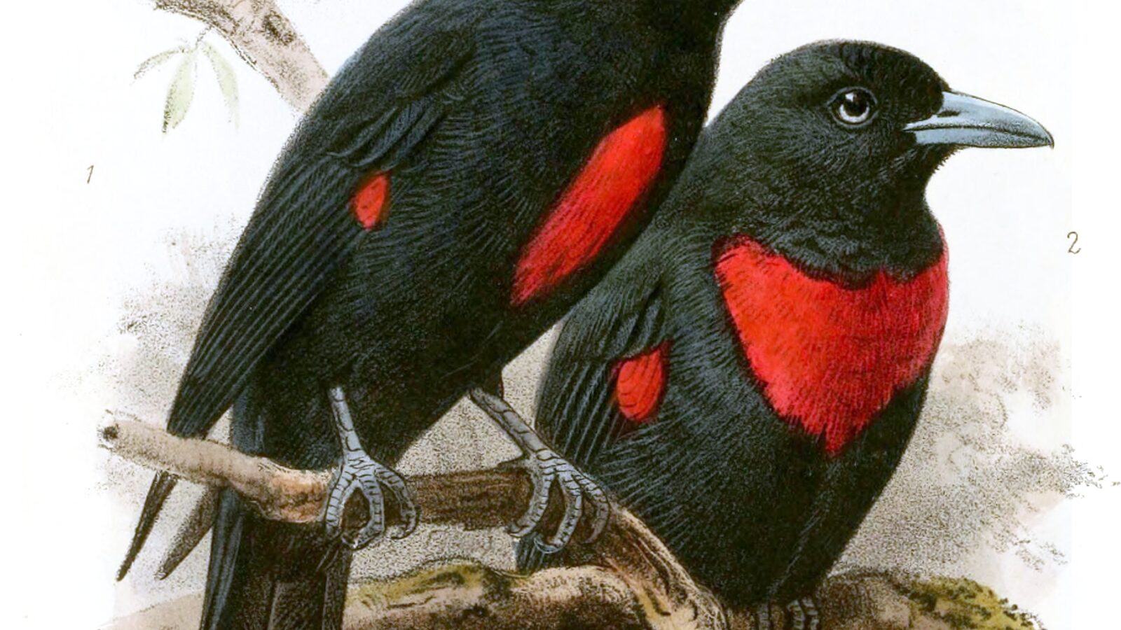 Black-and-crimson Oriole
