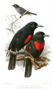 Black-and-crimson Oriole