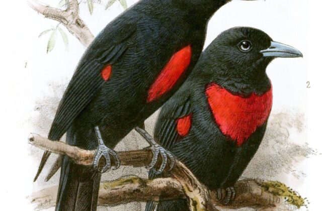 Black-and-crimson Oriole