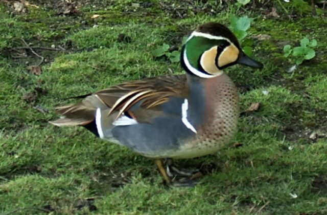 Baikal Teal