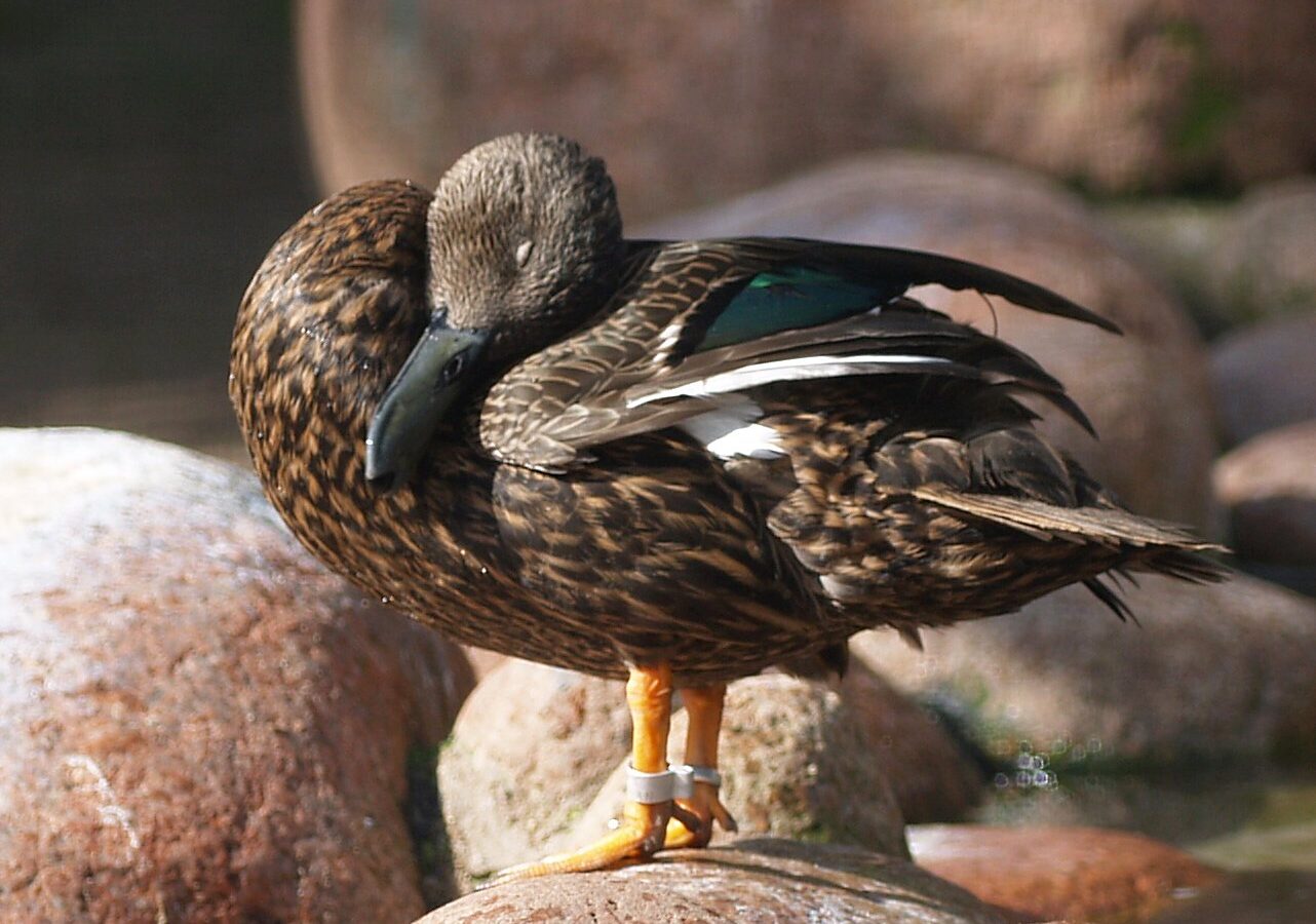 Meller’s Duck