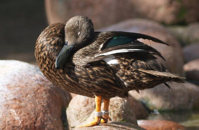 Meller’s Duck