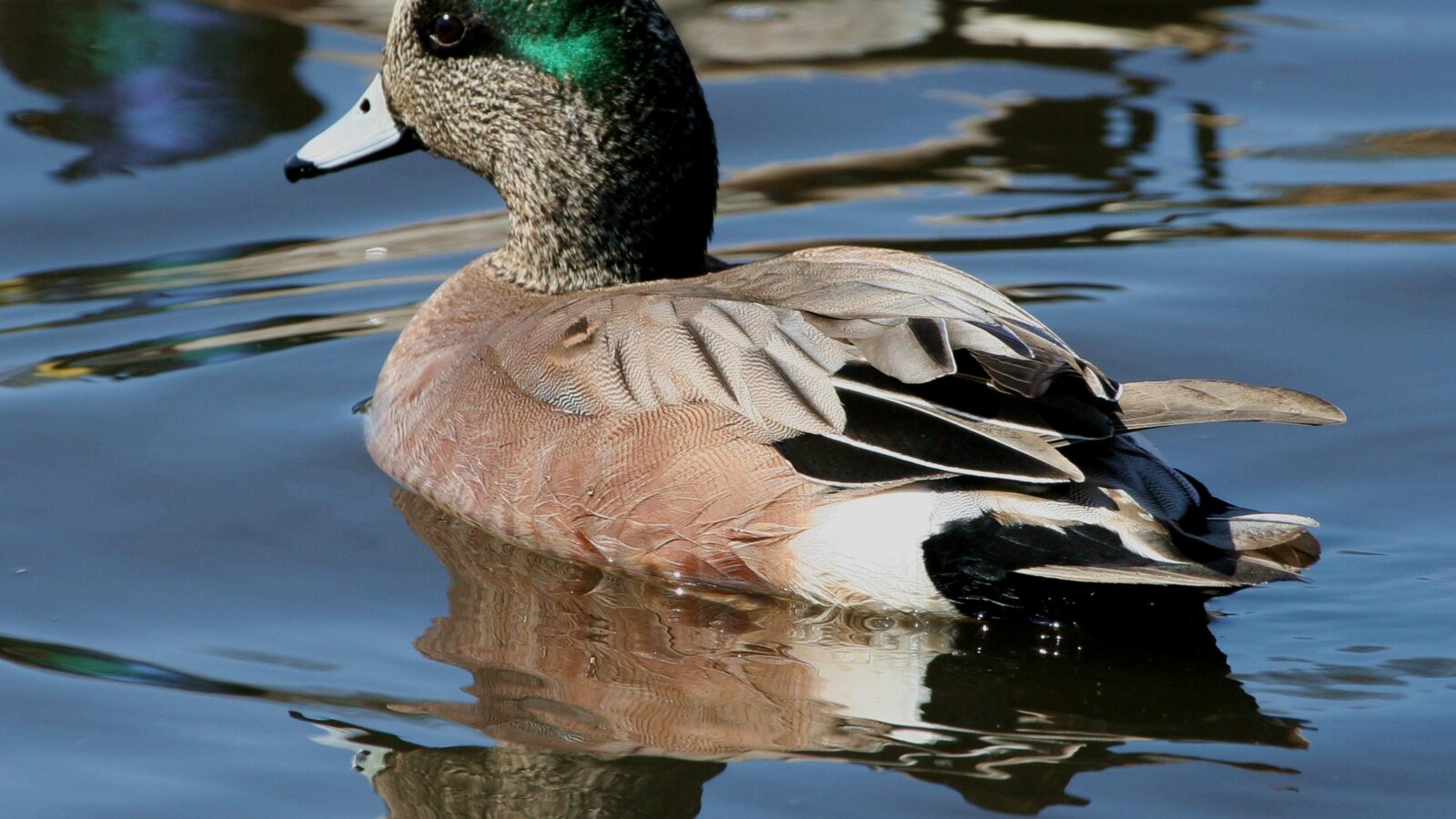 American Wigeon