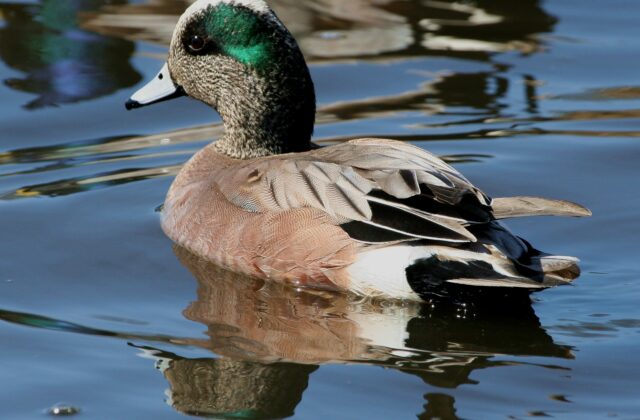 American Wigeon