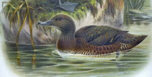 Auckland Teal