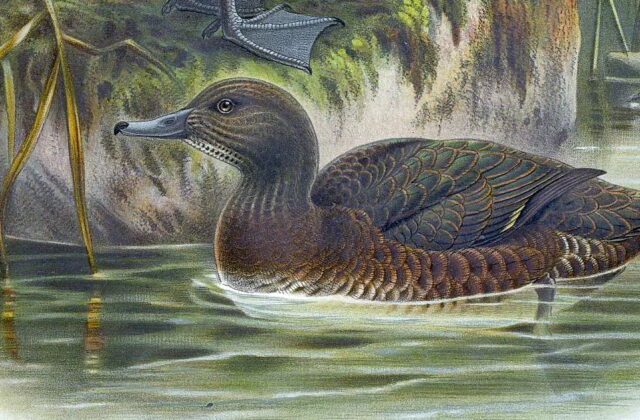 Auckland Teal