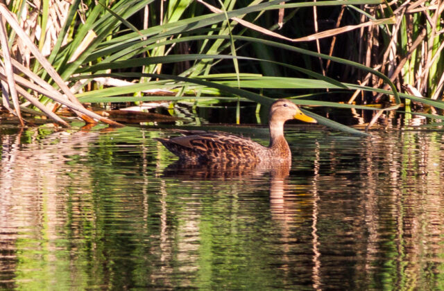Mexican Duck