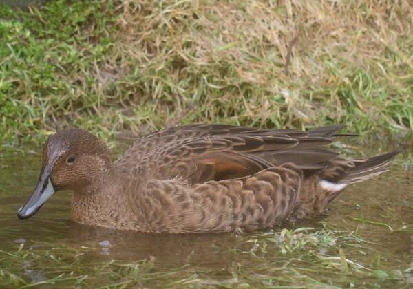 Eaton’s Pintail