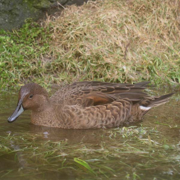 Eaton’s Pintail