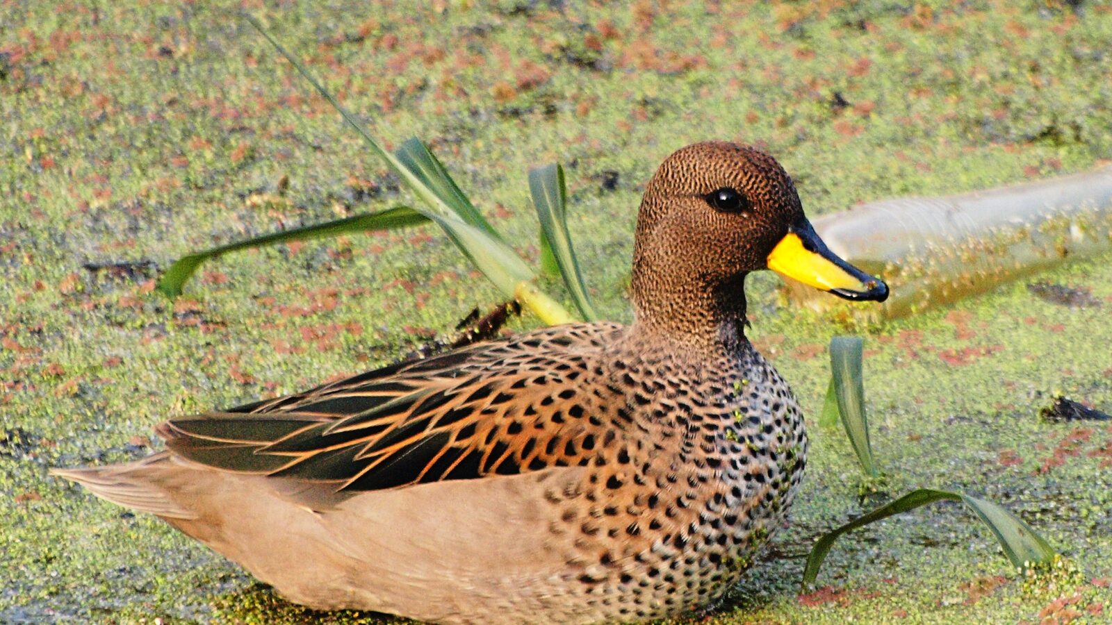 Yellow-billed Teal