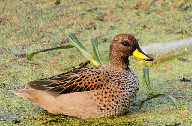 Yellow-billed Teal