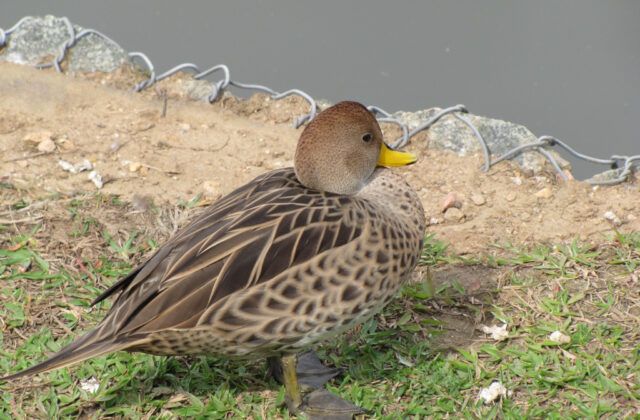 Yellow-billed Pintail