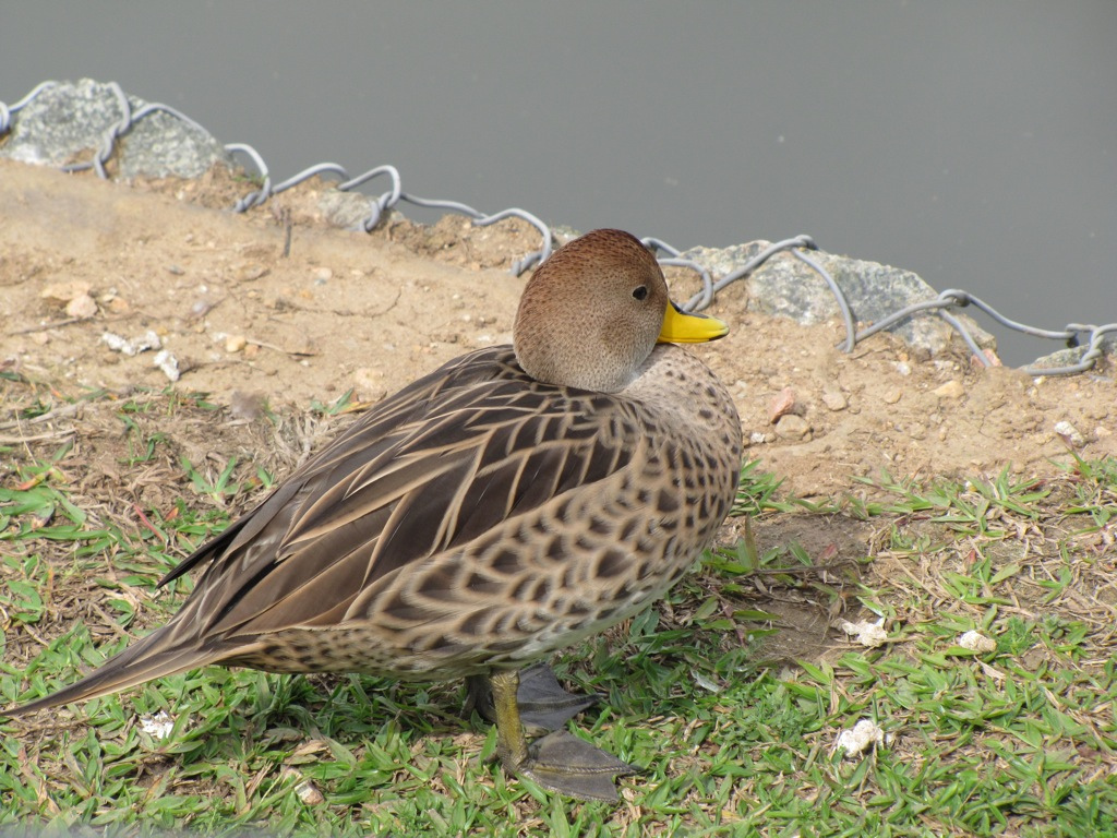Yellow-billed Pintail