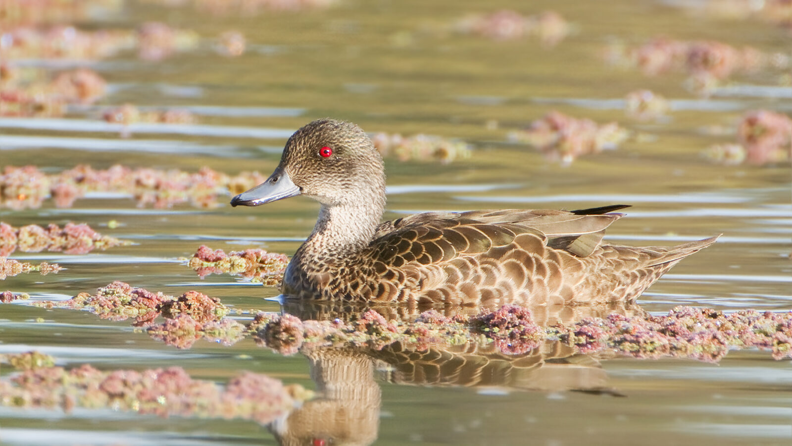 Grey Teal