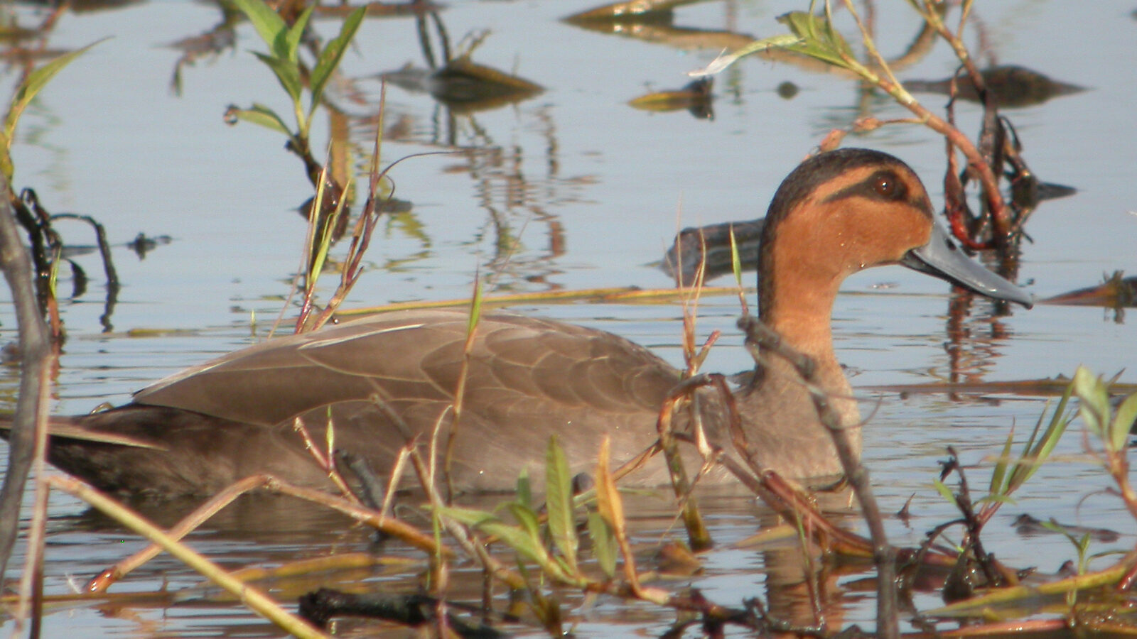 Philippine Duck