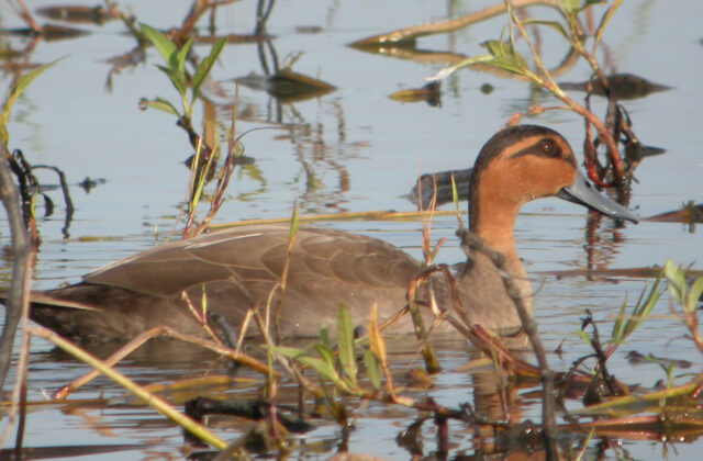Philippine Duck