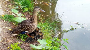 Mallard